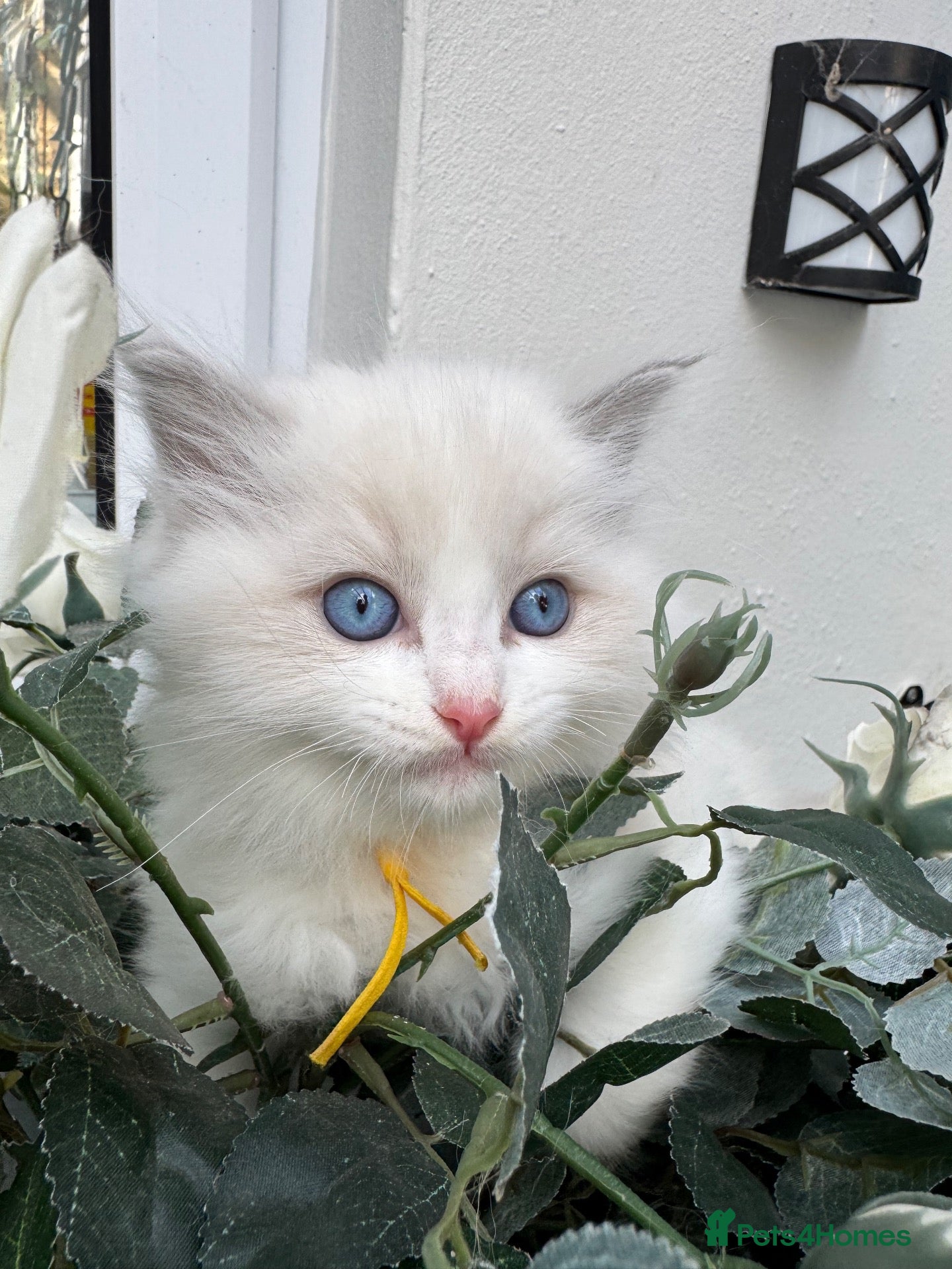 Ragdoll cats 🏆gccf (GRANDCHAMP) ragdoll kittens  - Advert 2