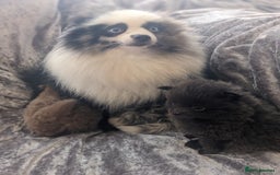 Pomeranian dogs for sale: Pomeranian puppies mixed colours  - Image 11