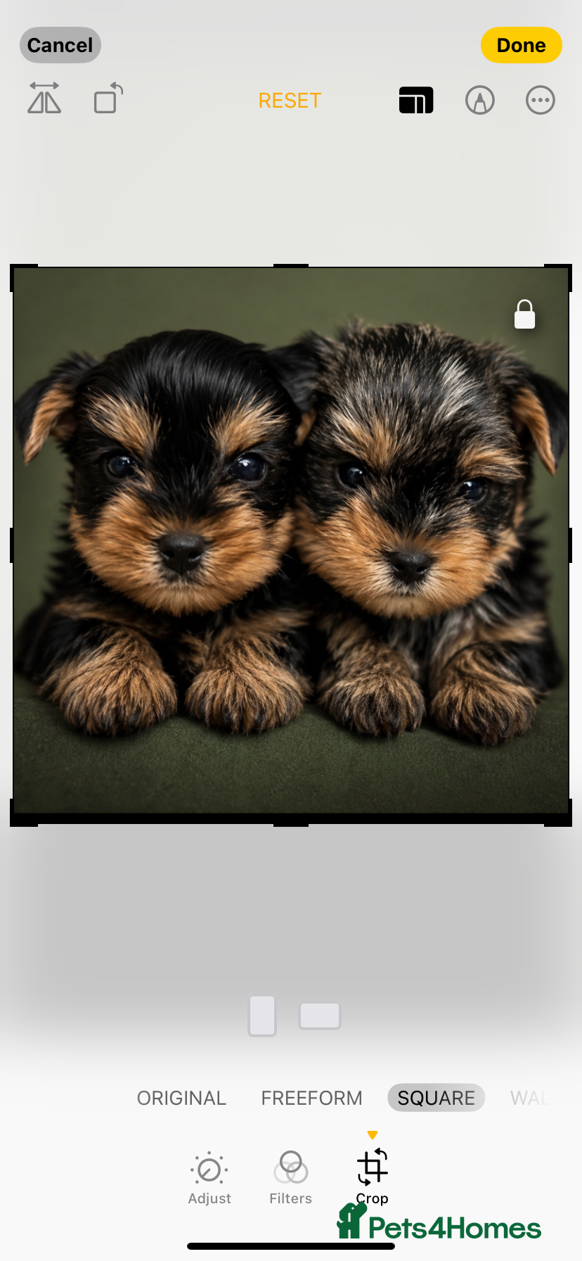 Yorkshire Terrier dogs ONLY MALES- Purebred Yorkshire Terriers - Advert 2