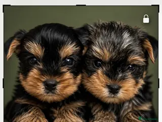 Yorkshire Terrier dogs ONLY MALES- Purebred Yorkshire Terriers - Advert 2