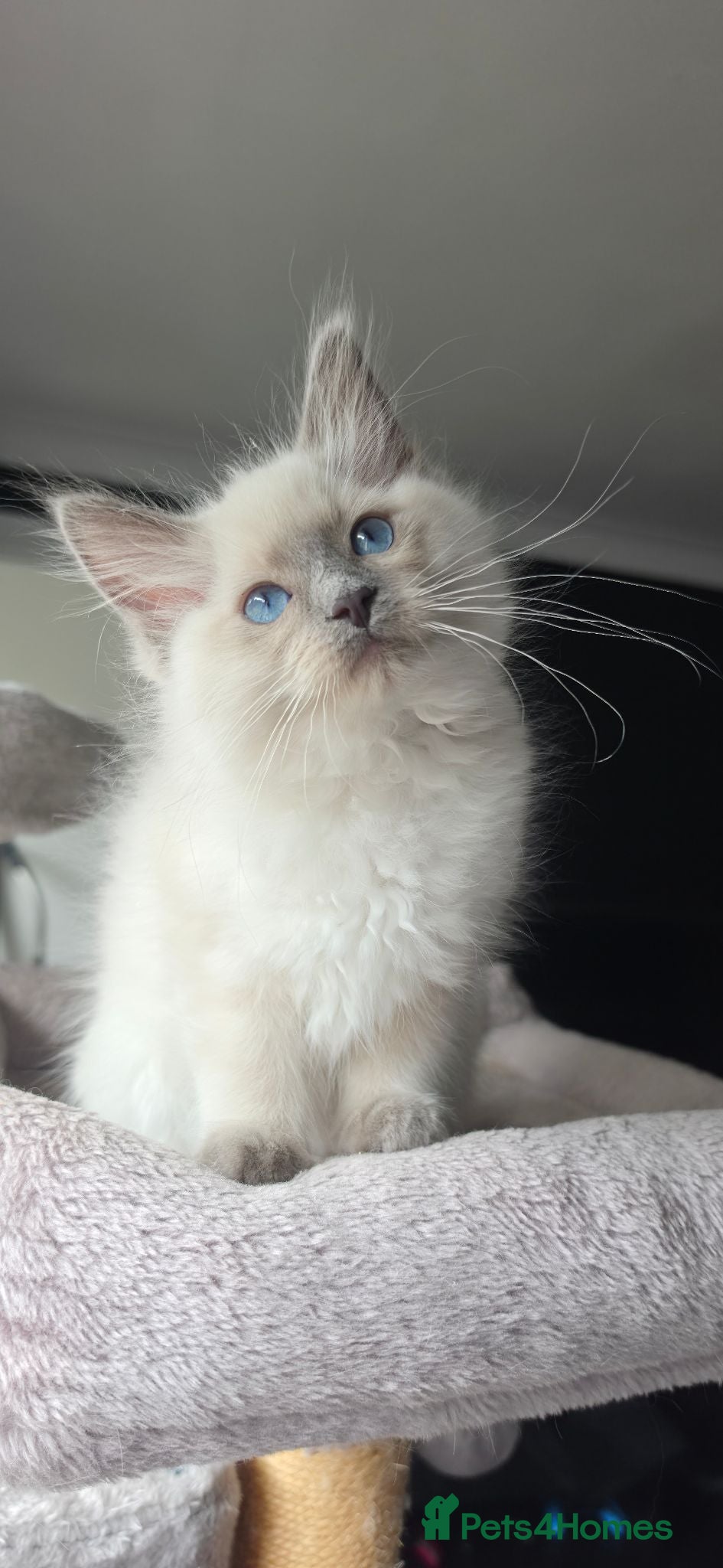 Ragdoll cats Ragdoll kittens one left  - Advert 2