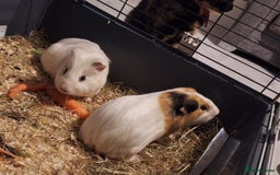 Guinea Pig rodents for sale: 2 friendly guinepigs and outdoor hutch  - Image 1