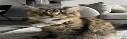 Maine Coon cats for sale: 2x Maine Coon sisters (GCCF) - Advert 8