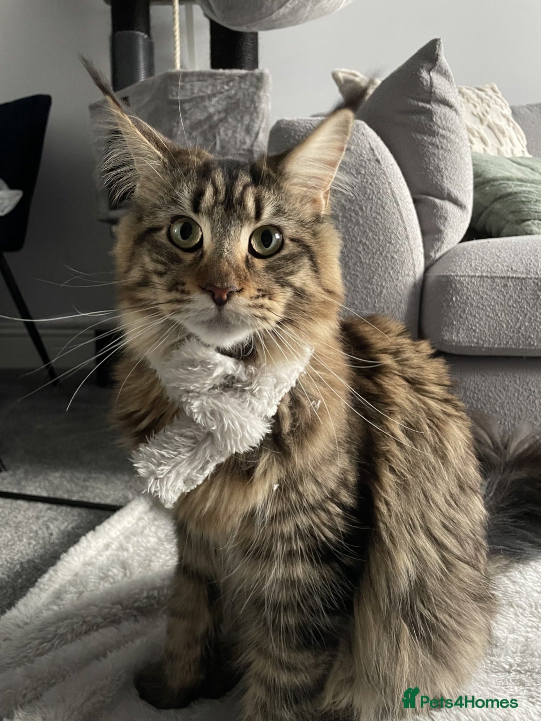Maine Coon cats for sale: 2x Maine Coon sisters (GCCF) - Advert 8