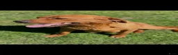 Labrador Retriever dogs for sale: Dark Fox Red Labrador Pups For Sale - Advert 15