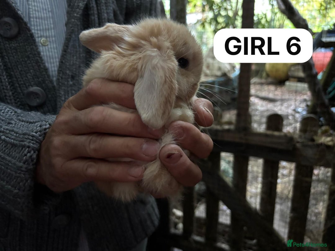 Mini Lop rabbits for sale: Friendly, Handled, Beautiful Baby Bunnies for Sale - Image 25