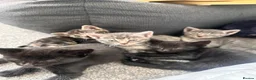 Bengal cats for sale: 🩶 Silver & Black Bengal x Bombay Kittens - Advert 6