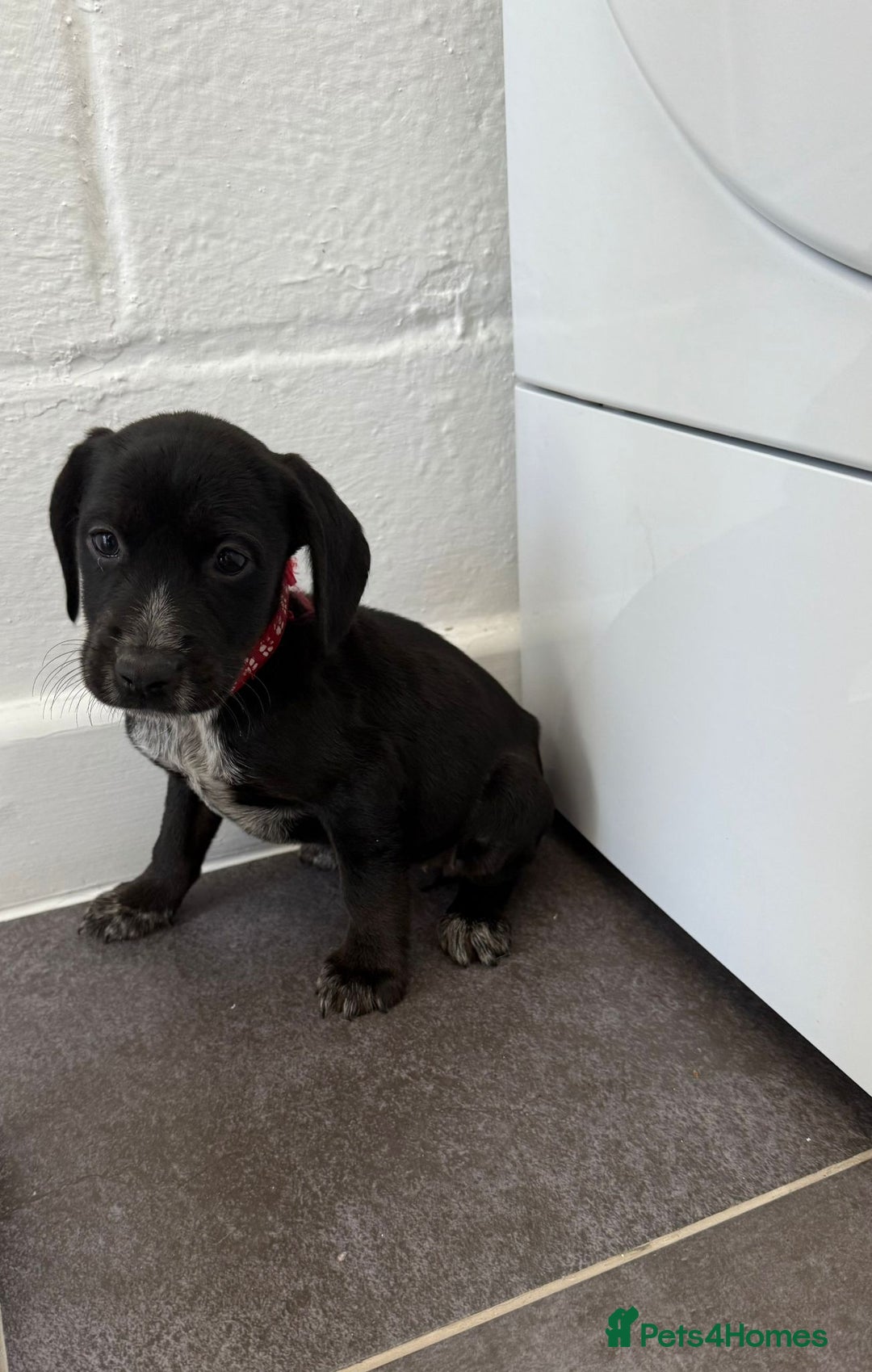Mixed Breed dogs for sale: 6 beautiful jack russle cross cocker spaniels  - Image 6