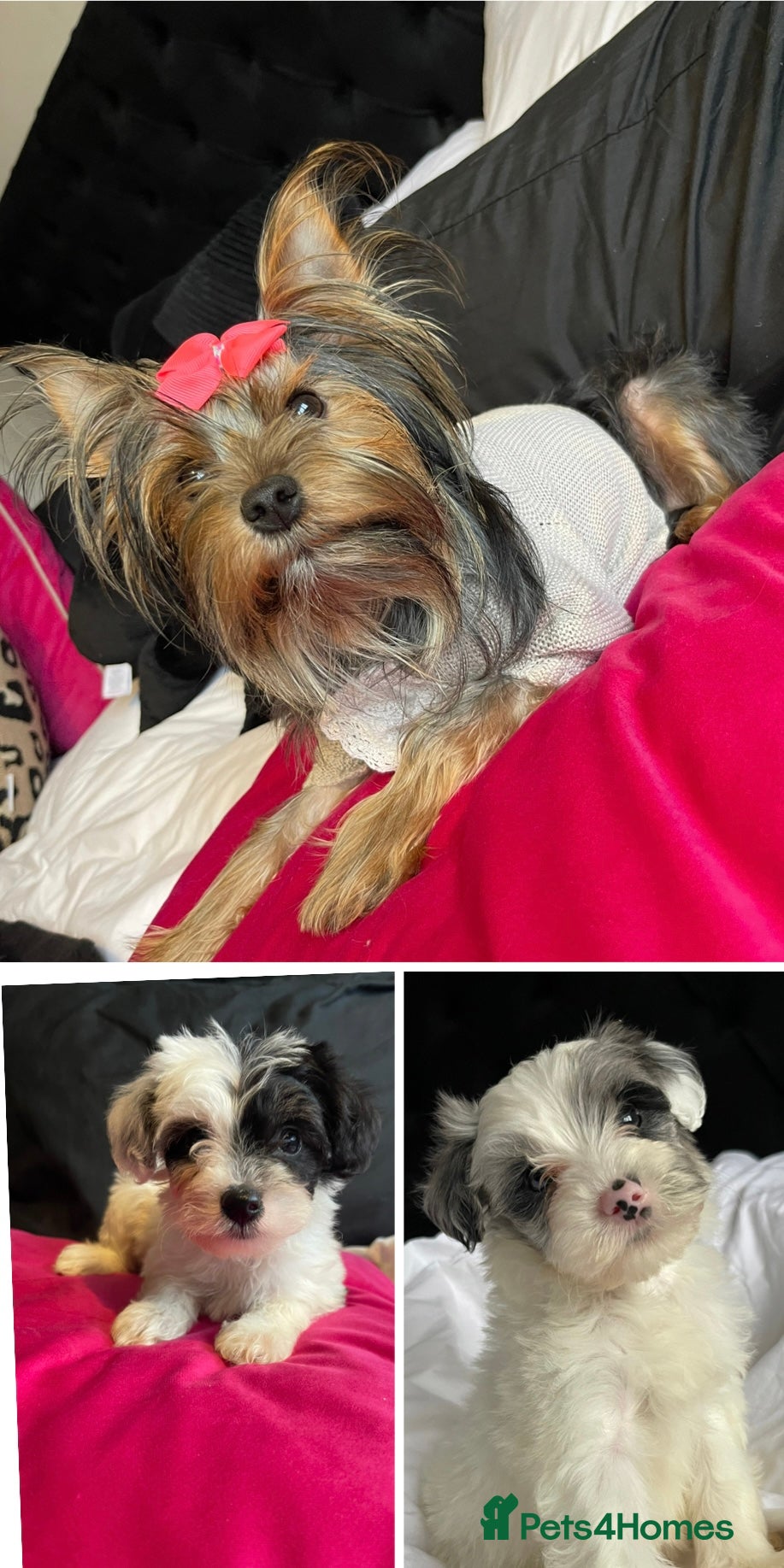 Yorkshire Terrier dogs Yorkshire terriers biewer  - Advert 9