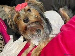 Yorkshire Terrier dogs Yorkshire terriers biewer - Advert 5