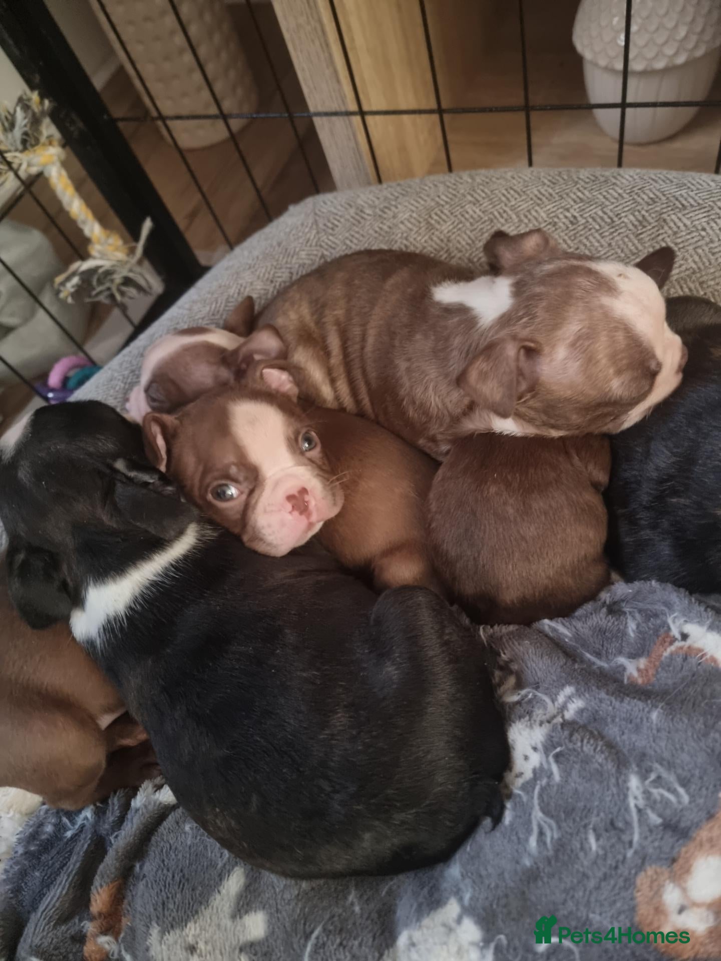 Boston Terrier dogs Stunning Boston Terrier Puppies - Advert 2