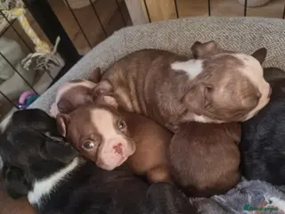 Boston Terrier dogs Stunning Boston Terrier Puppies - Advert 5