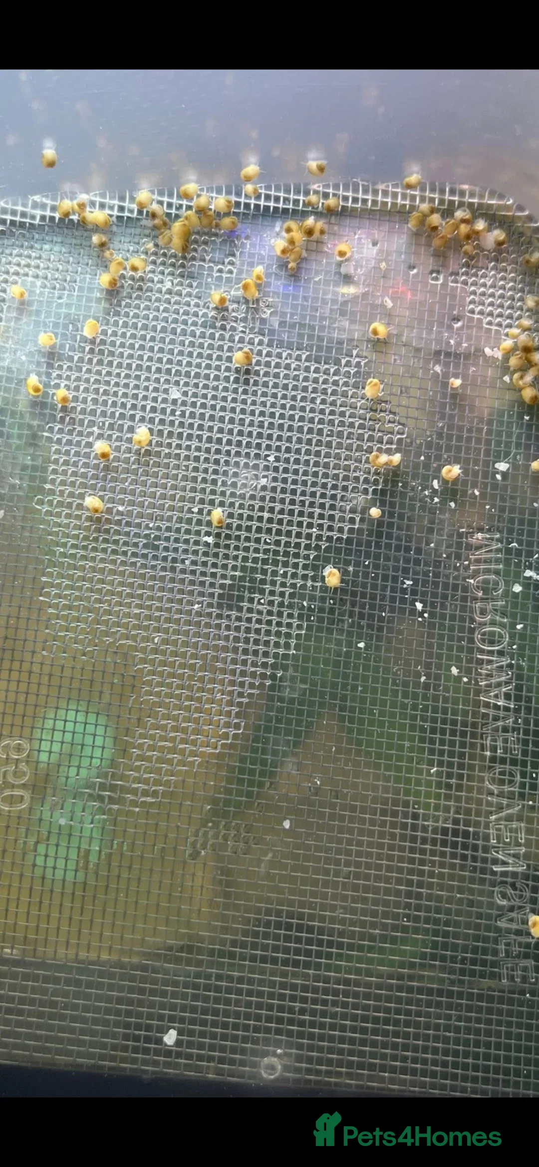 Snails fish for sale: Healthy Mystery Snails - Advert 2