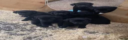 Labrador Retriever dogs for sale: Beautiful Black Labrador Puppies - Advert 9