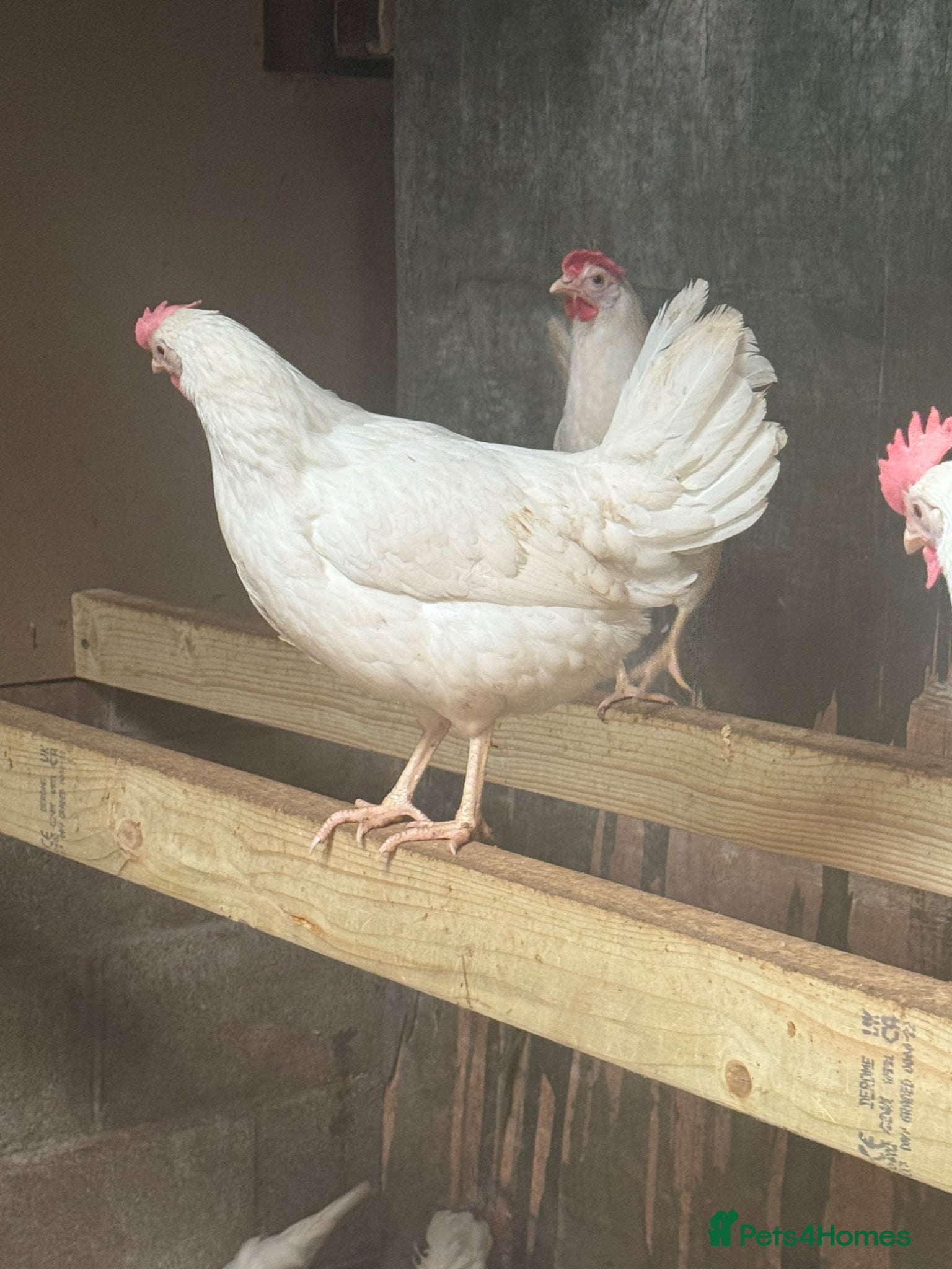 Chickens poultry White star leghorn - Advert 1