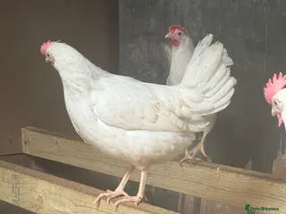 Chickens poultry White star leghorn - Advert 2