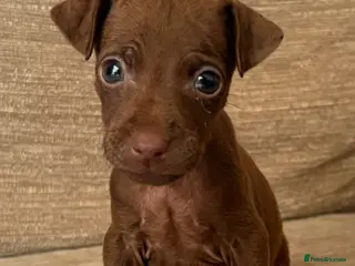 Patterdale Terrier dogs Patterdale terrier - Advert 2