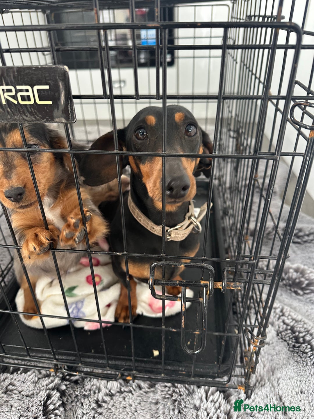 Miniature Dachshund dogs for sale: Miniature dachshund  - Image 17