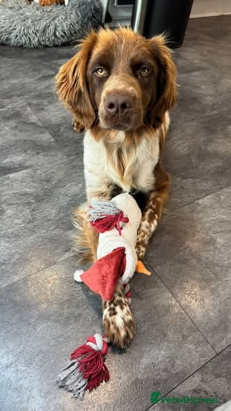 Brittany Spaniel dogs Fantastic Catarella in Romford/Essex border - Advert 2