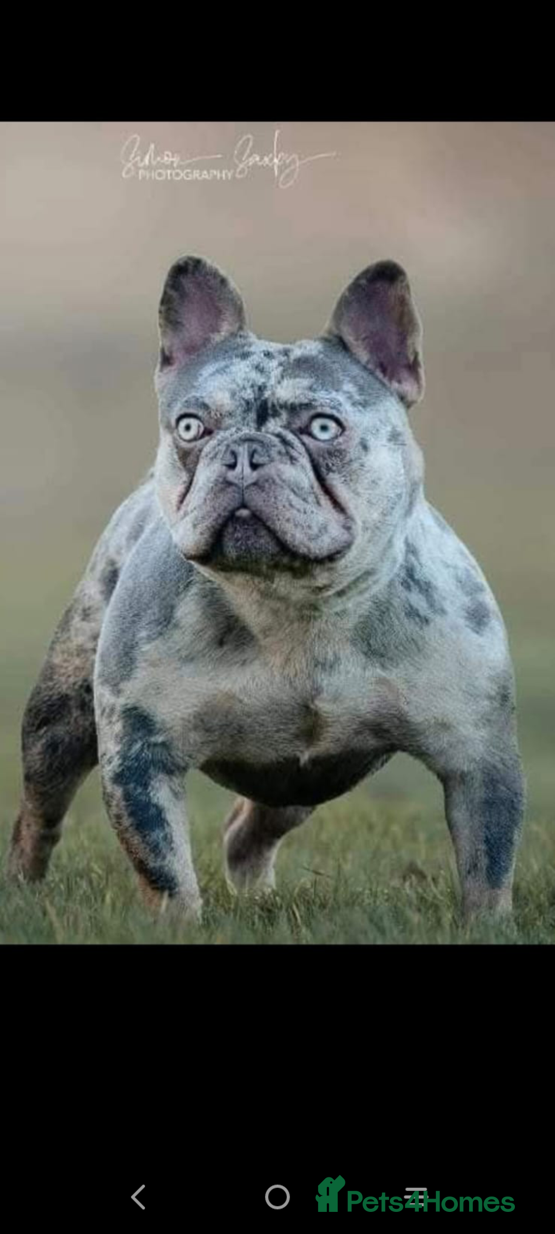 French Bulldog dogs for sale: 🔥🔥FRENCH BULLDOG PUPPIES🔥🔥 - Advert 9