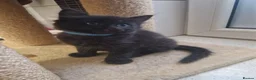 Mixed Breed cats for sale: Kittens   - Advert 5