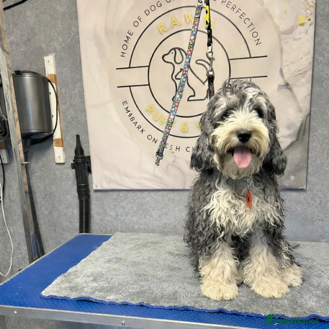 Cockapoo dogs for sale: Stunning Female Cockapoo   - Advert 1