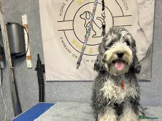 Cockapoo dogs Stunning Female Cockapoo - Advert 1