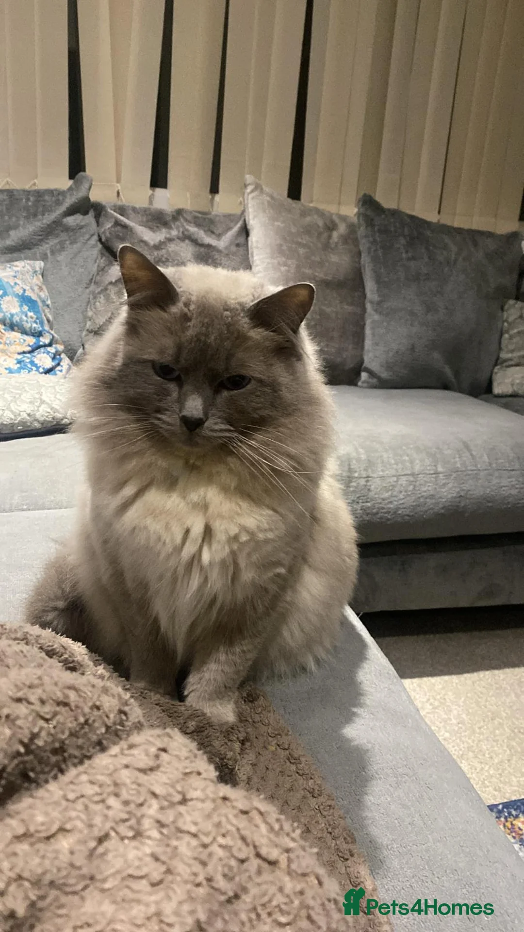 Ragdoll cats for sale: Ragdoll for sale  - Advert 5