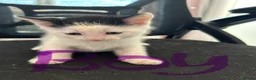 Mixed Breed cats for sale: Kittens - Advert 3