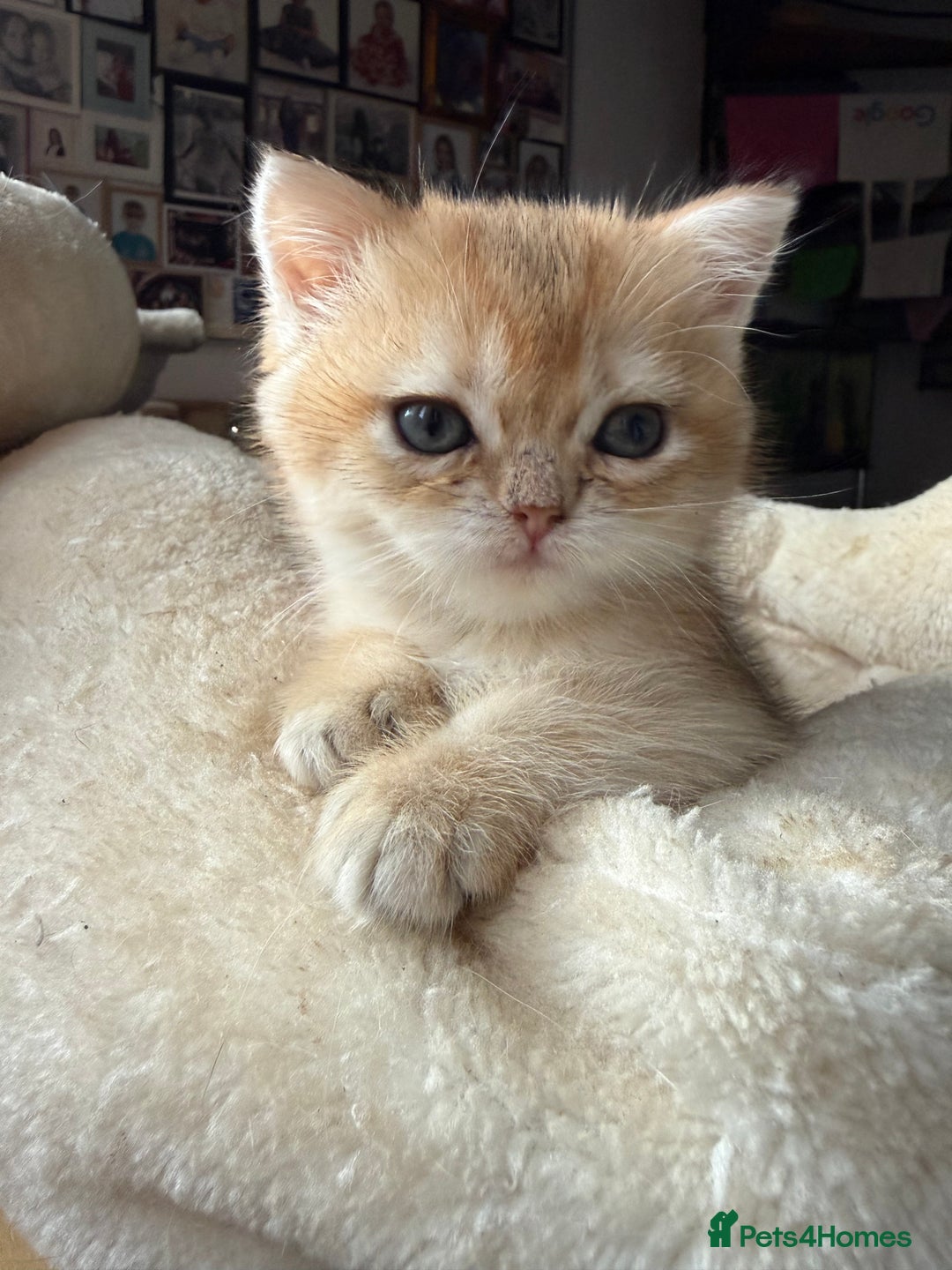 British Shorthair cats for sale: GCCF reg BSH Chocolate and Black Golden Kittens - Advert 24