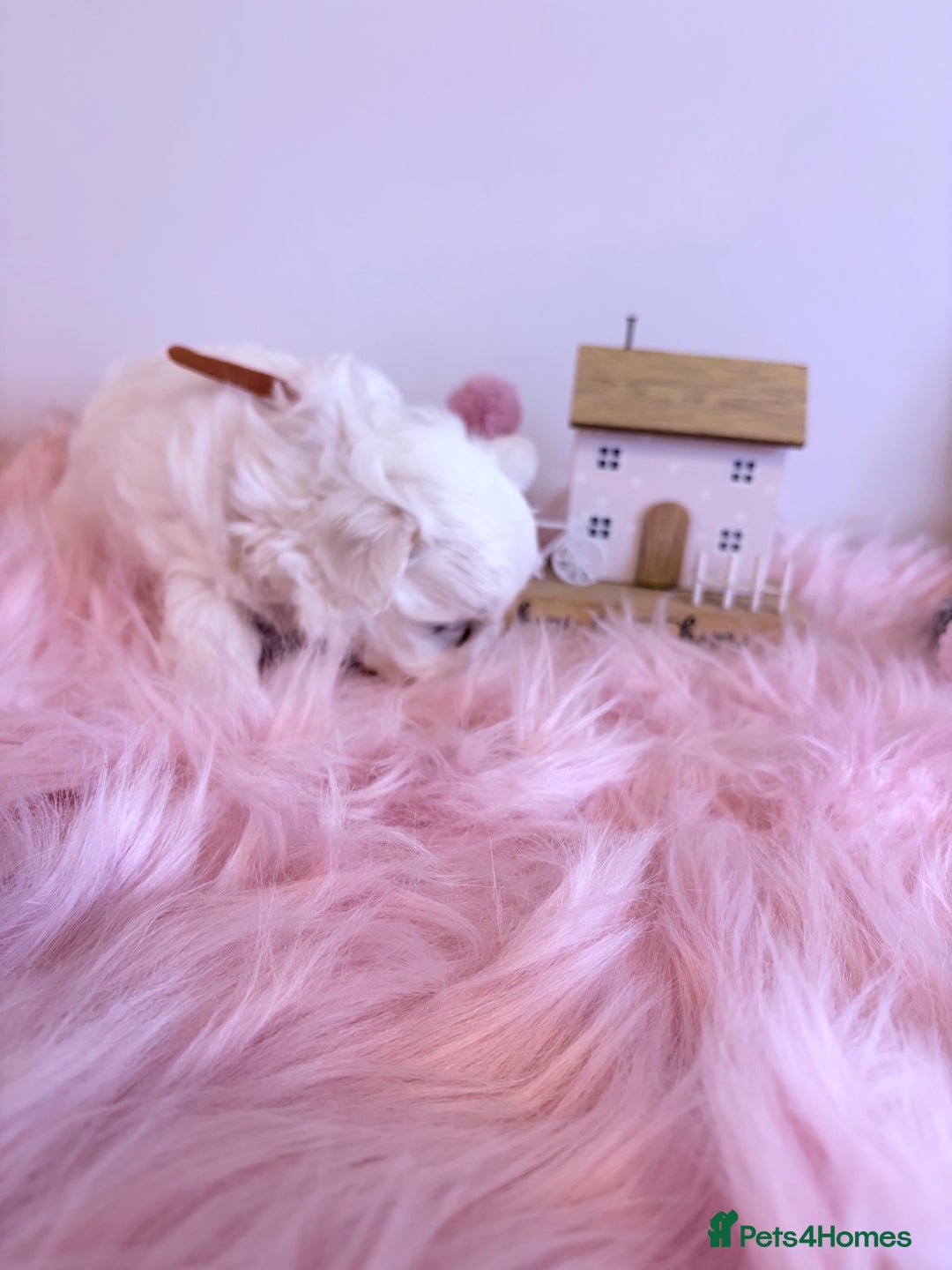 Maltese dogs for sale: ❤️🩵Full Korean Baby pups🩵❤️ - Advert 23