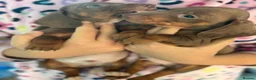 Dachshund dogs for sale: BEAUTIFUL DAPPLE DACHSHUND PUPPIES - Advert 8