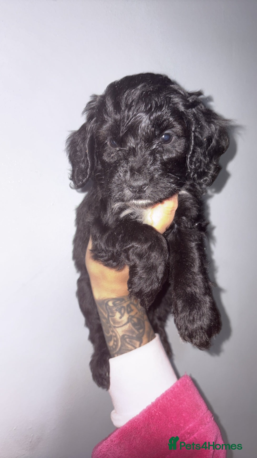 Cockapoo dogs for sale: Gorgeous cockapoo puppies  - Advert 7