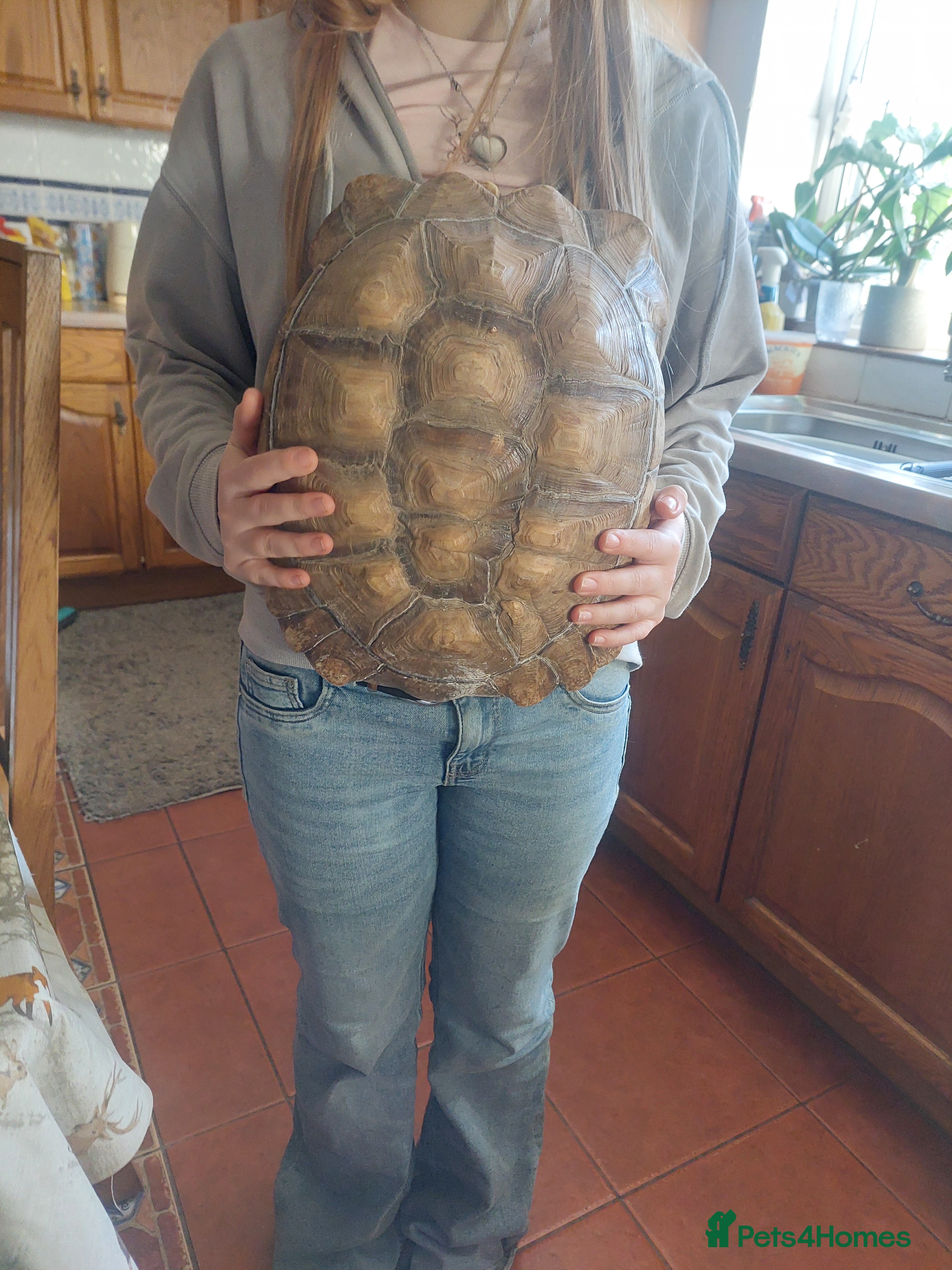 Tortoise reptiles Large Female Sulcata - Advert 7