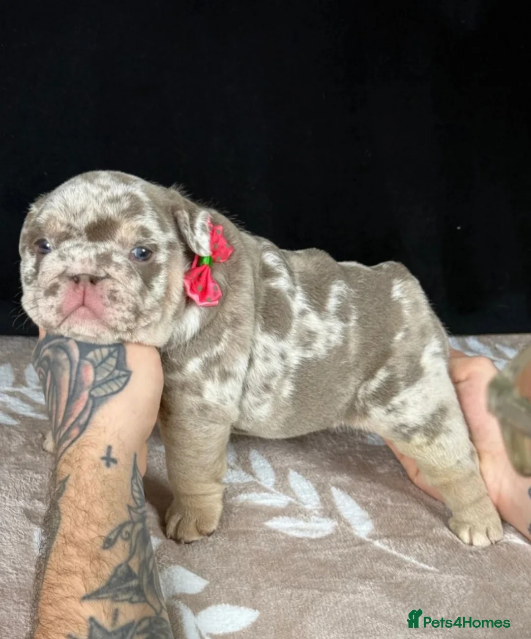 English Bulldog dogs for sale: Exceptional Quality English Bulldog Puppies in Bristol - Advert 14