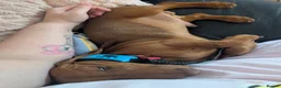 Miniature Dachshund dogs for sale: 2x miniature dachshunds - Advert 4