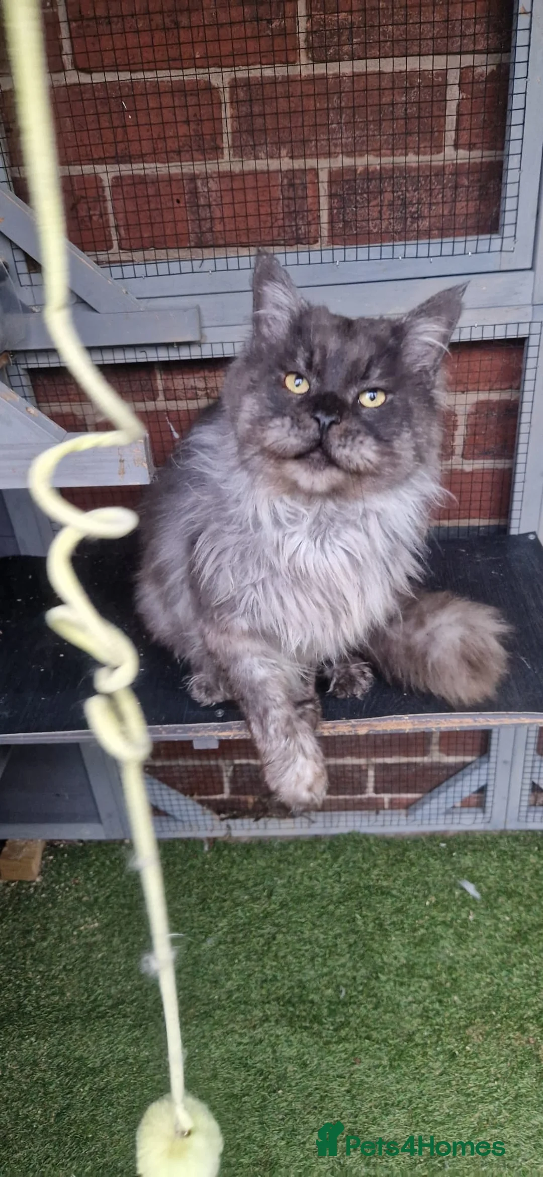 Maine Coon cats for sale: Beautiful Black Smoke Male - Advert 7