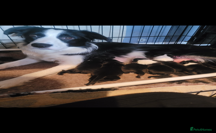 Border Collie dogs - Advert 7