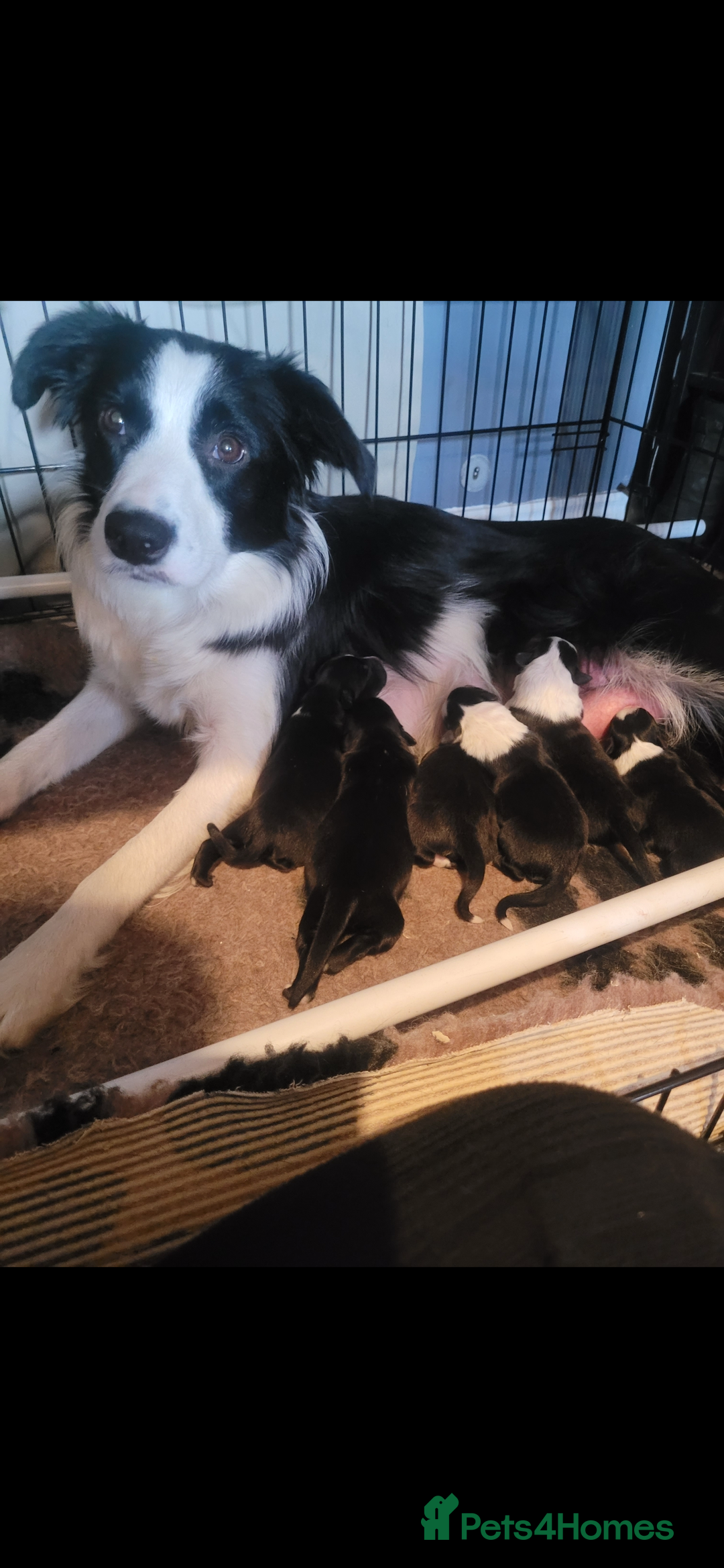 Border Collie dogs for sale: Border collie puppies  - Image 1