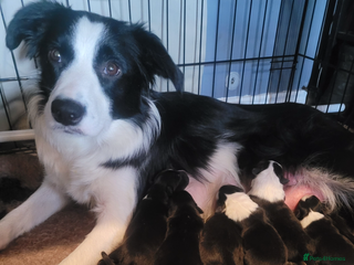 Border Collie dogs - Advert 2