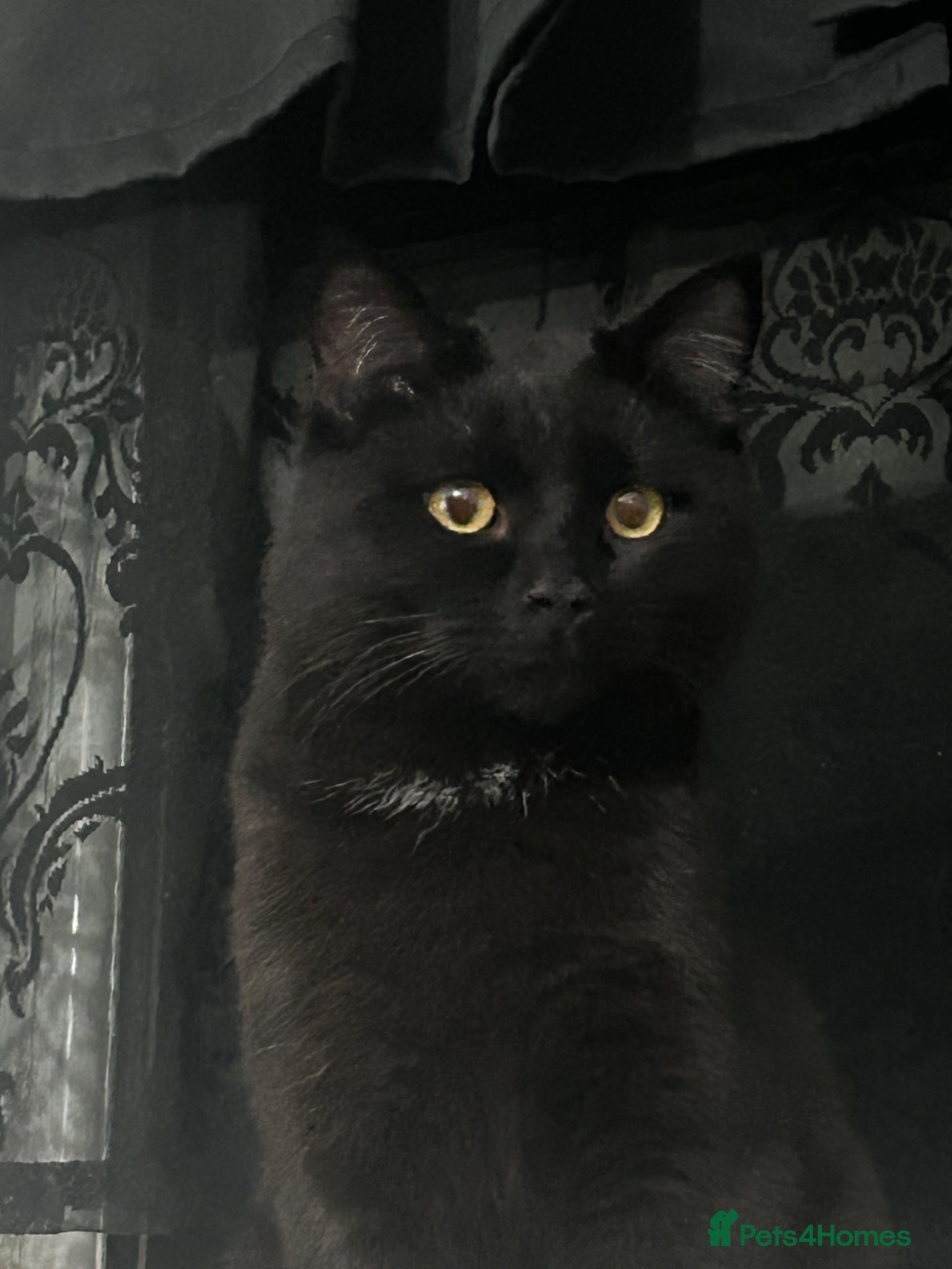 Domestic Shorthair cats shadow - Advert 1