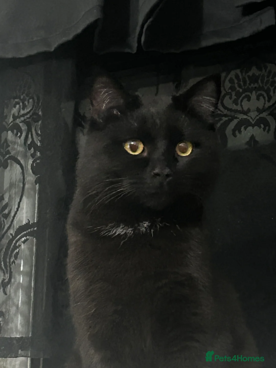 Domestic Shorthair cats for sale: shadow - Advert 1