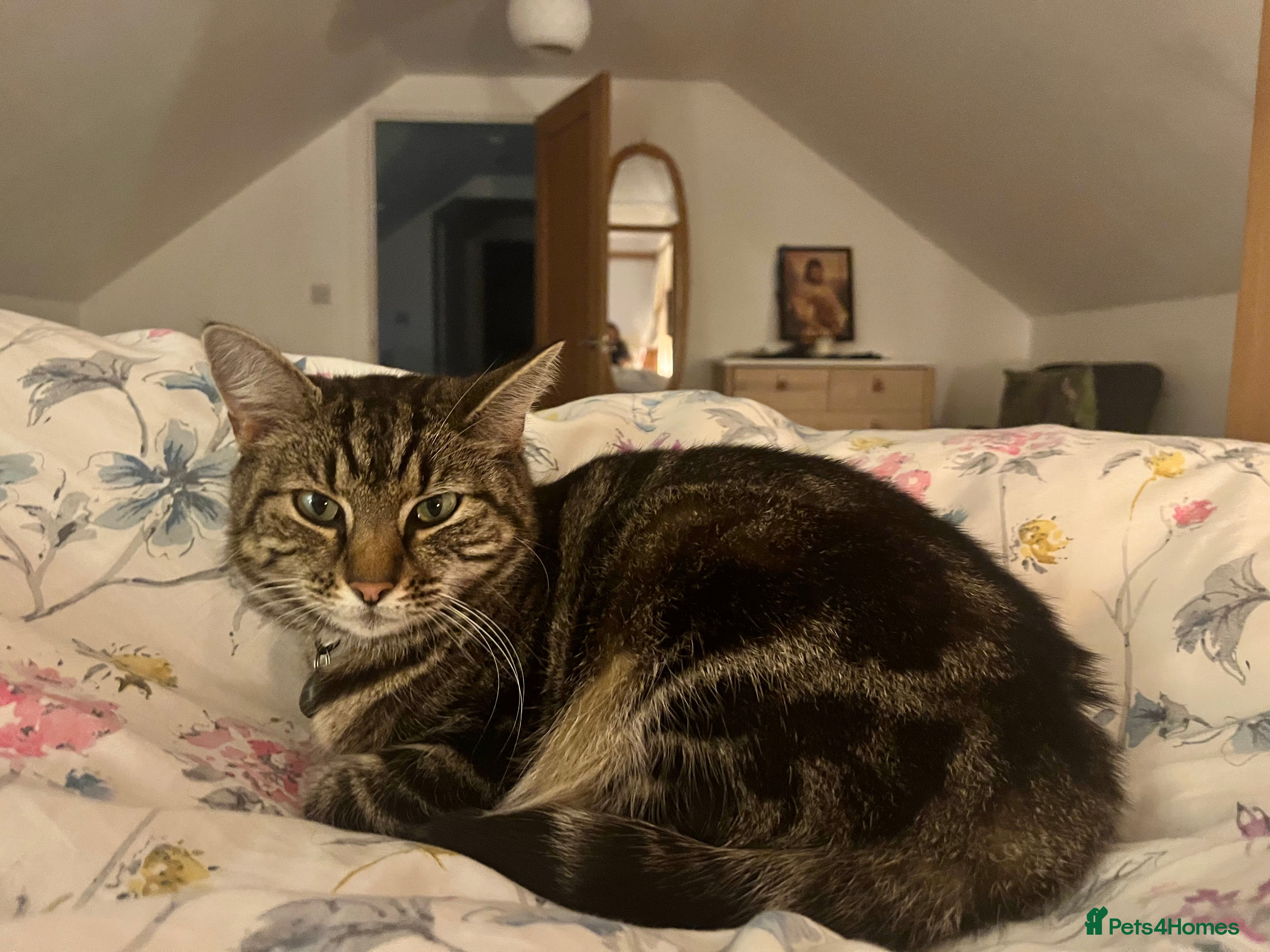 Domestic Shorthair cats Nina. - Advert 2