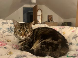 Domestic Shorthair cats Nina. - Advert 6