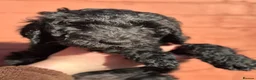 Goldendoodle dogs for sale: Goldendoodle pups health tested parents  - Advert 3
