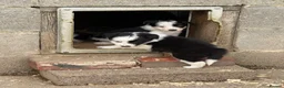 Border Collie dogs for sale: Gorgeous Border collie pups. KC registered.  - Advert 17