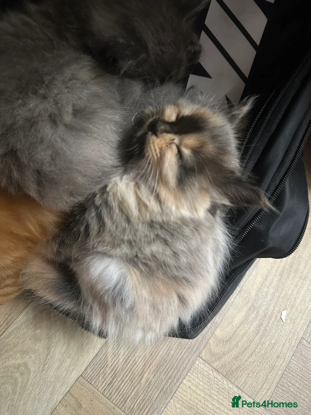 Maine Coon cats for sale: Russian blood line Maine coon litter  - Advert 2