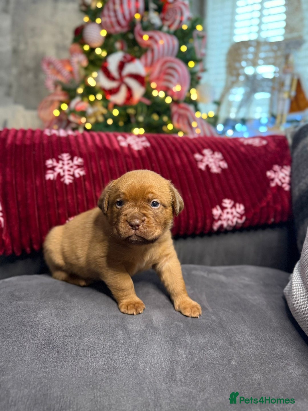 Dogue De Bordeaux dogs for sale: Stunning little of Dogue De Bordeaux puppies  - Advert 2