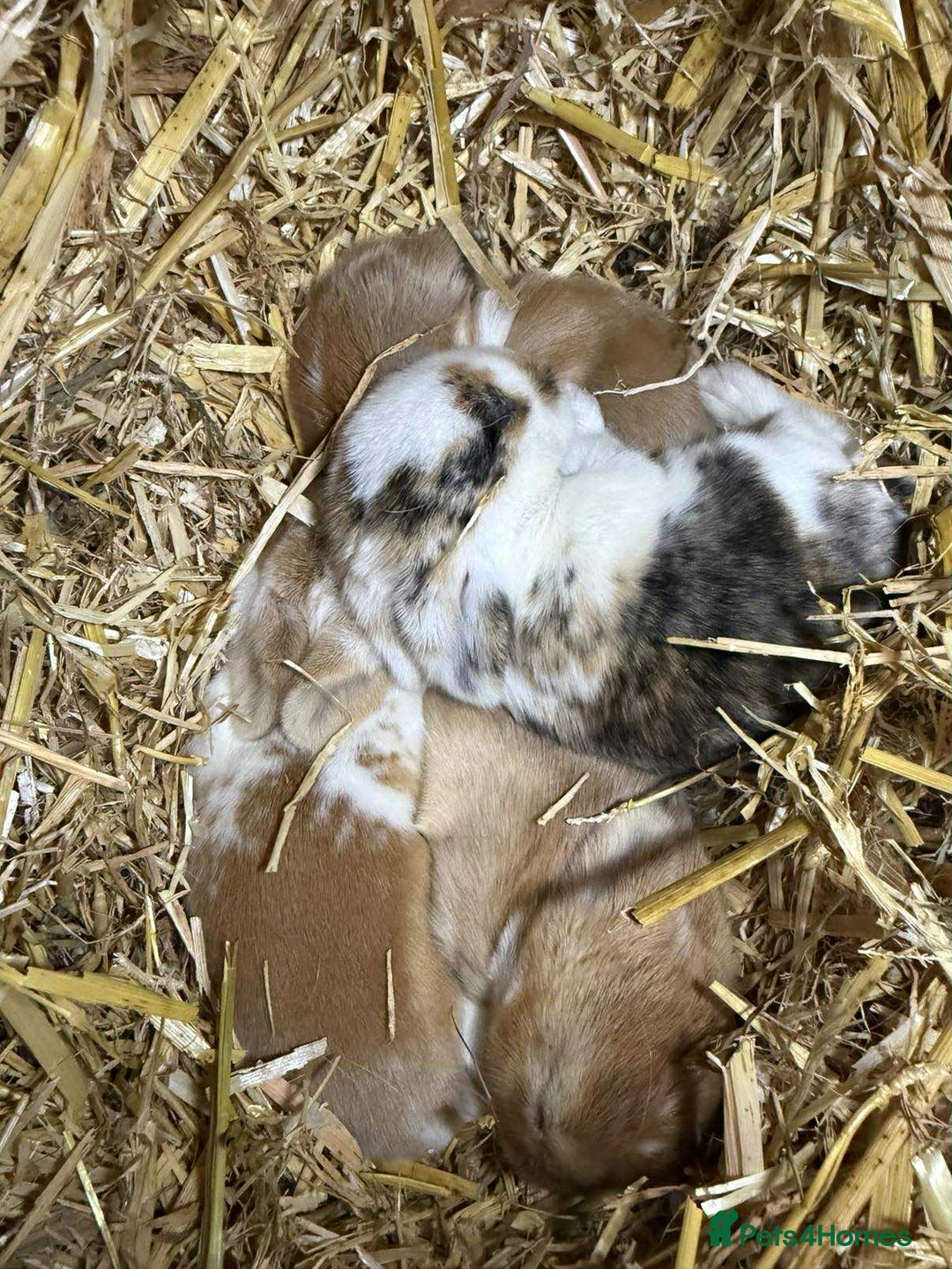 Mixed Breed rabbits for sale: *All Rabbits Pending Sale* - Advert 8