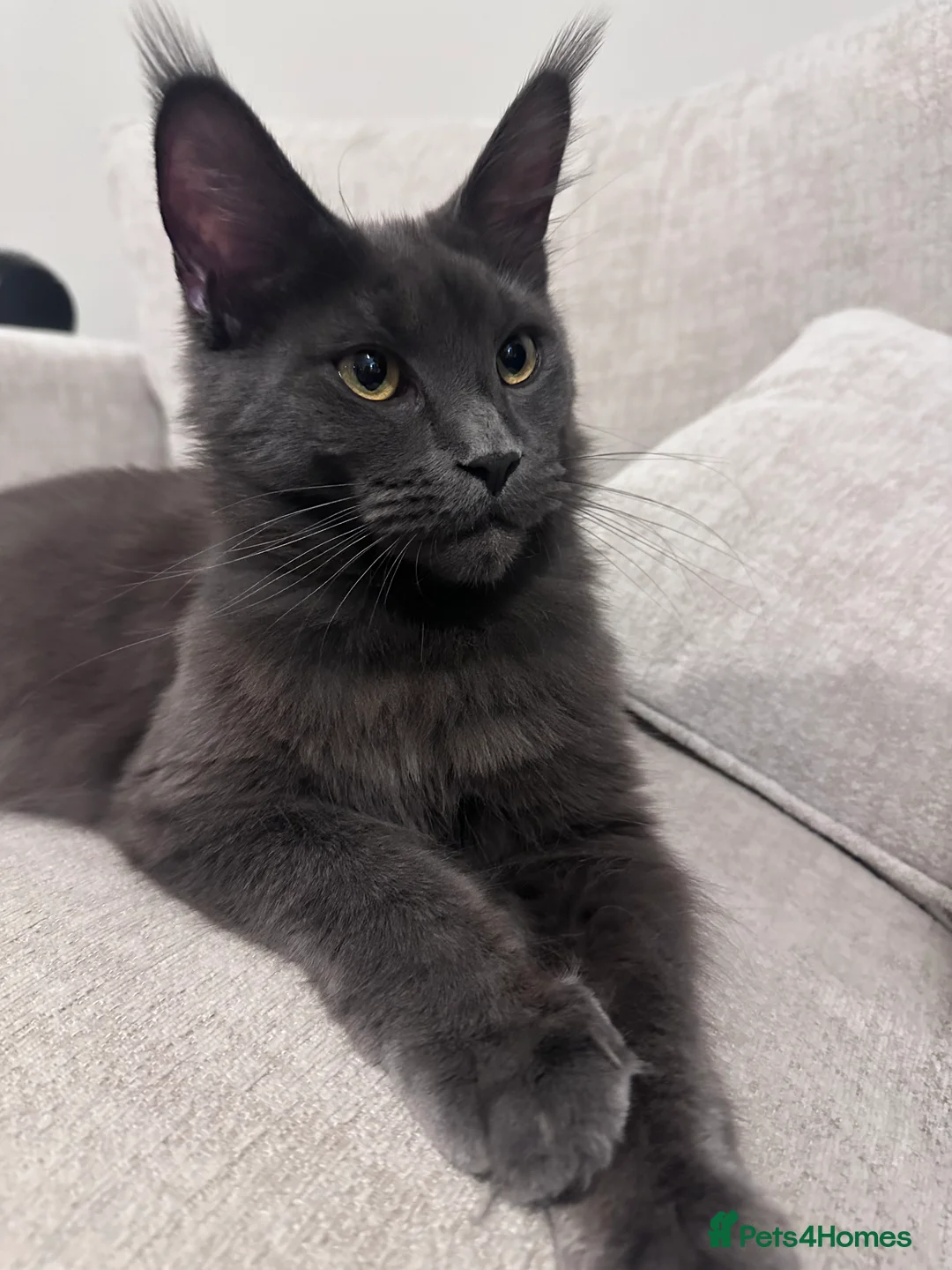 Maine Coon cats for sale: GCCF/Russian Champions BLUE SMOKE Kitten - Advert 14